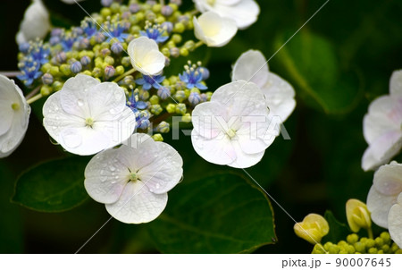 白い額紫陽花のアップ、白いアジサイ、ガクアジサイ 白い額紫陽花のアップ、白いアジサイ、ガクアジサイ 90007645