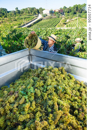 Vineyard owner filling truck of harvested ripe grapes Vineyard owner filling truck of harvested ripe grapes 90007734