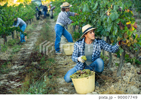 Owner of vineyard gathering harvest of white grapes 90007749