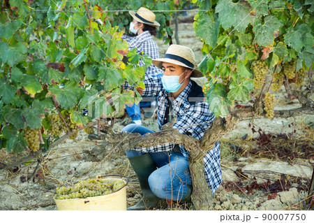 Man proffesional gardener in medical mask during harvesting of grape 90007750
