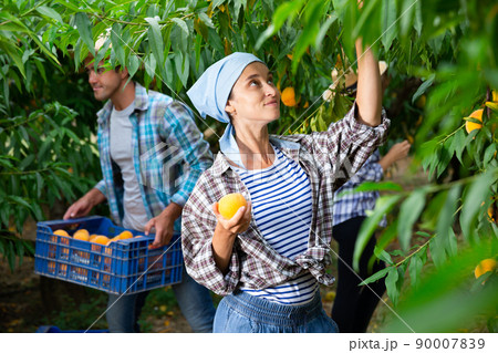 Positive woman harvesting ripe peaches in his orchard on day 90007839