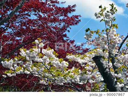 白の普賢象と呼ばれるさとざくら(八重桜)が、青い空をバックに満開で、透き通った花弁が美しい。 90007867