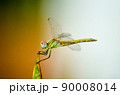 Dragonfly sits on the tip of green leaf. 90008014