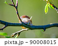 On a farm, snails creep along fruit trees. 90008015
