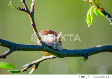 On a farm, snails creep along fruit trees. On a farm, snails creep along fruit trees. 90008015