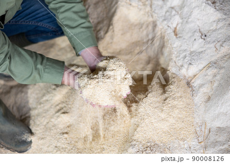 Handful of maize meal in hands of male farm worker 90008126