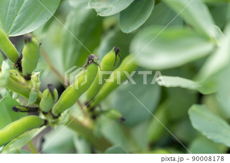 ソラ豆、そら豆、空豆、蚕豆、ソラマメ、そらまめ 90008178