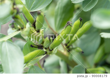 ソラ豆、そら豆、空豆、蚕豆、ソラマメ、そらまめ 90008179