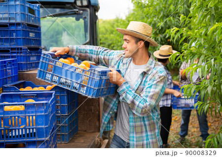 Loading boxes of peaches on tractor platform in the orchard 90008329