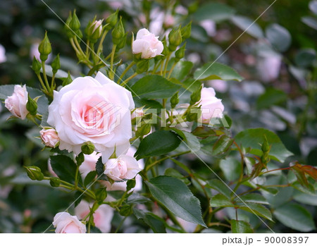 薄ピンクの薔薇 薄ピンクの薔薇 90008397