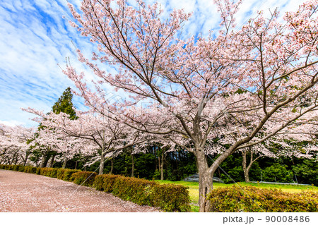 野岳湖の桜 【長崎県大村市】 野岳湖の桜 【長崎県大村市】 90008486