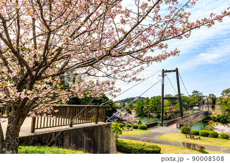 野岳湖の桜 【長崎県大村市】 野岳湖の桜 【長崎県大村市】 90008508