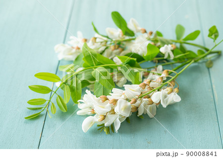 ニセアカシアの花 90008841