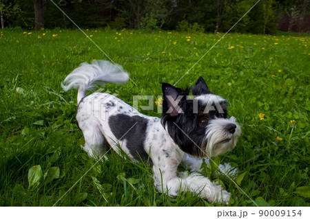 White Biewer yorkshire terrier in motion, dog running on the Green grass. High quality photo 90009154
