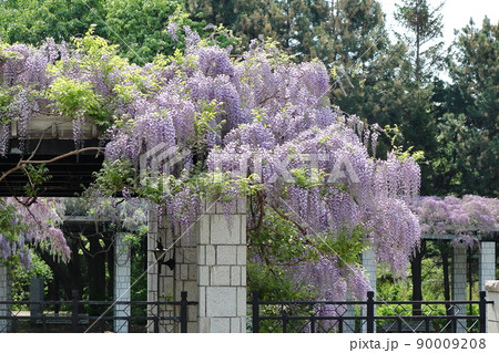 前田森林公園の藤棚 前田森林公園の藤棚 90009208