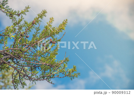 Green branches of tree opposite blue sky. Summer season, clear sunny weather Green branches of tree opposite blue sky. Summer season, clear sunny weather 90009312