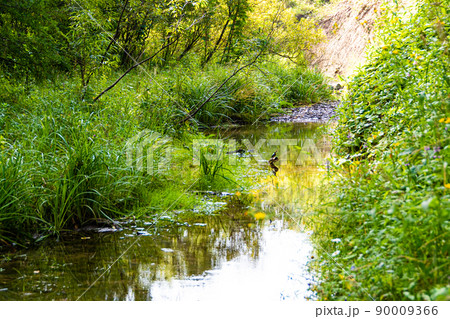 Calm forest river with trees on shore. Stones in bed of mountain stream. Calm forest river with trees on shore. Stones in bed of mountain stream. 90009366