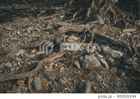 Strong roots of pine are anchored in gravel slope. Root system of coniferous tree in stony soil among cobblestones. Concept of survival, desire to overcome difficulties 90009394