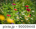Red Zinnia buds in summer garden. Popular ornamental beautifully flowering plants. 90009448