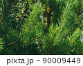 Pine branches in summer forest. Coniferous needles as source of useful trace elements for medicine. 90009449