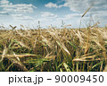 Ears of ripe wheat in field under blue sky. Cultivation of cereals for food safety, providing population with food. Grain harvesting as initial stage of bread production. 90009450