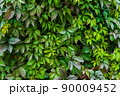 Maiden grapes as background of wide leaves. Parthenocissus quinquefolia is fast-growing vine. Young shoots are reddish, then dark green. Ornamental plant for vertical gardening. 90009452