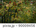 Red rowan berries among green leaves in autumn forest. City park is landscaped by Sorbus aucuparia. Fruit tree with bright fruits for feeding birds. 90009456