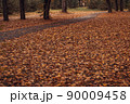 Yellow leaves covered ground in city park. Tree trunks in autumn rainy forest. Sad atmosphere 90009458