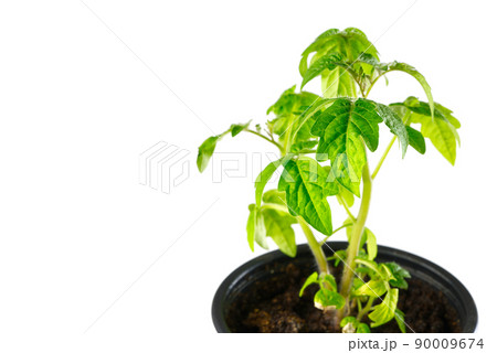 Green tomato seedling sprouts in black pot isolated on white background Spring concept for gardening 90009674