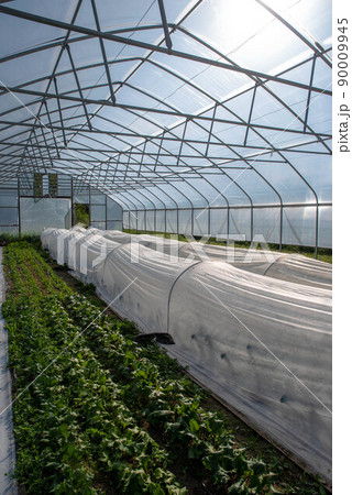 Vertical image greenhouse interior with rows of organic vegetables and open door Vertical image greenhouse interior with rows of organic vegetables and open door 90009945
