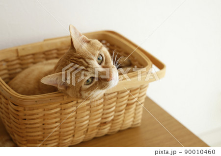 猫ちゃんの日常風景 猫ちゃんの日常風景 90010460