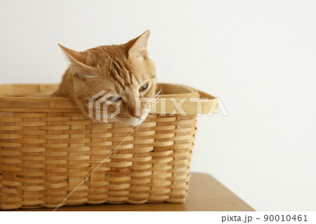 猫ちゃんの日常風景 90010461