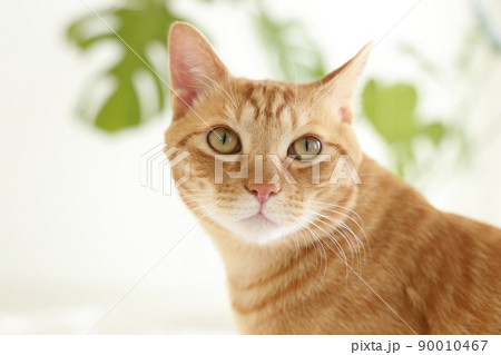 猫ちゃんの日常風景 90010467