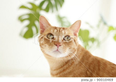 猫ちゃんの日常風景 猫ちゃんの日常風景 90010469