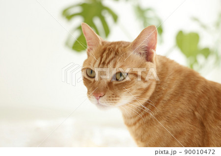 猫ちゃんの日常風景 90010472