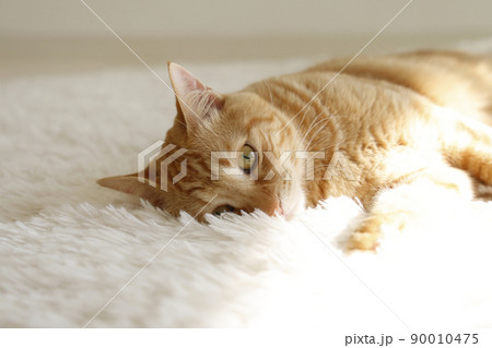 猫ちゃんの日常風景 猫ちゃんの日常風景 90010475