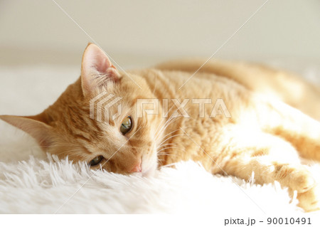 猫ちゃんの日常風景 90010491