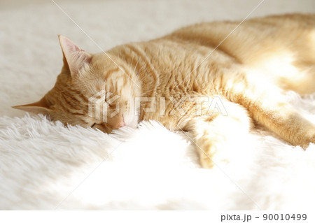 猫ちゃんの日常風景 猫ちゃんの日常風景 90010499
