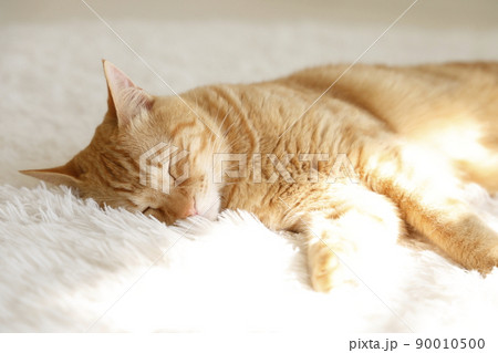 猫ちゃんの日常風景 90010500