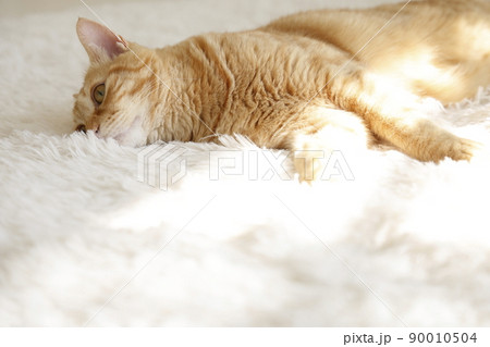 猫ちゃんの日常風景 猫ちゃんの日常風景 90010504