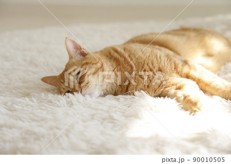 猫ちゃんの日常風景 90010505