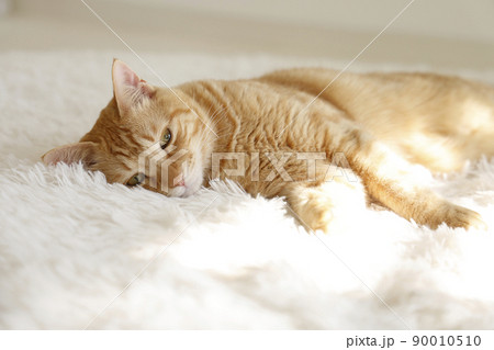 猫ちゃんの日常風景 猫ちゃんの日常風景 90010510