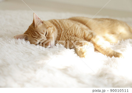 猫ちゃんの日常風景 猫ちゃんの日常風景 90010511