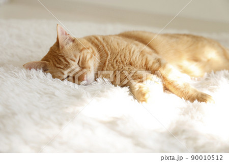 猫ちゃんの日常風景 90010512