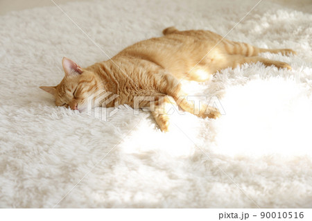 猫ちゃんの日常風景 猫ちゃんの日常風景 90010516