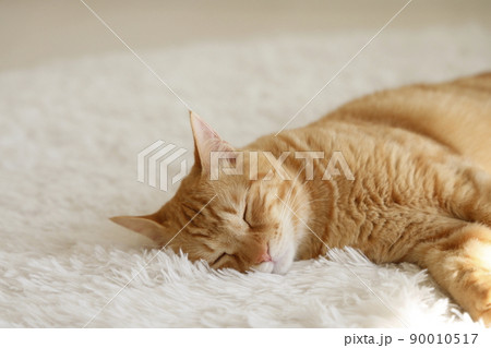 猫ちゃんの日常風景 猫ちゃんの日常風景 90010517