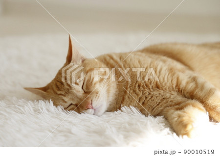 猫ちゃんの日常風景 90010519