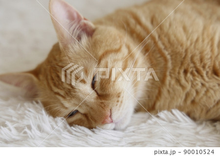 猫ちゃんの日常風景 90010524