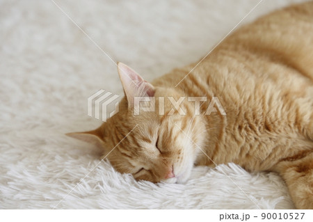 猫ちゃんの日常風景 猫ちゃんの日常風景 90010527