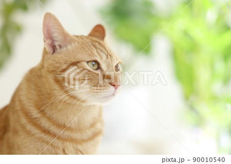 猫ちゃんの日常風景 猫ちゃんの日常風景 90010540